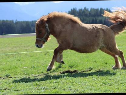 Bild 5:Angerittener Shetty Wallach