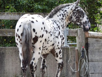 Bild 6:Heimat Vulkan Noriker Tiger Hengstfohlen zu verkaufen