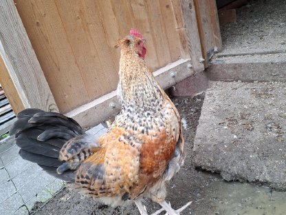 Bild 2:Hähne zu verschenken
