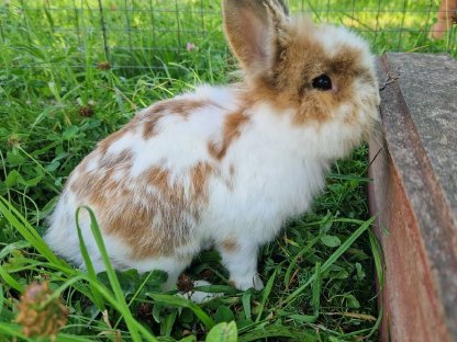 Kaninchen