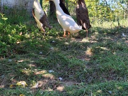 Bild 6:Laufenten Schneckensammler