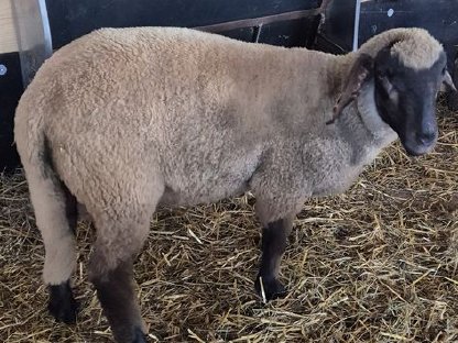 Bild 4:Merino-Suffolk-Lämmer