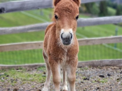 Shettymix Minipony Stutfohlen