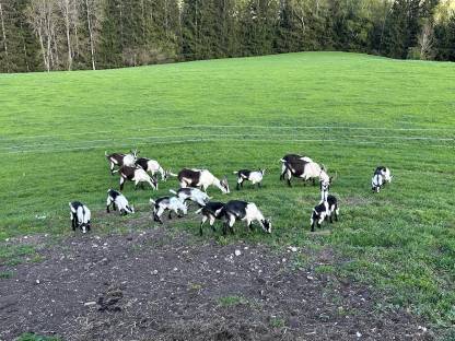 Bild 3:Pfauenziegenkitze