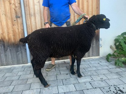 Bild 5:Jurazuchtwidder