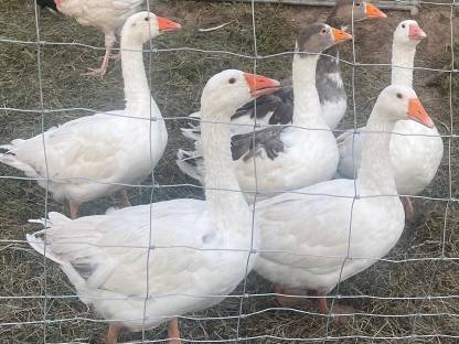 Bild 2:Verkaufe Gänse