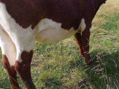 Bild 3:Verkaufe Kalbin