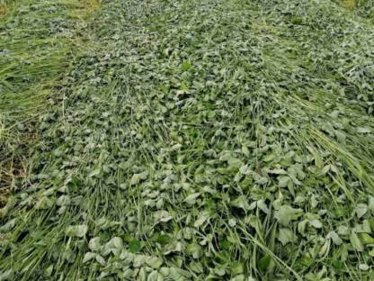 Bild 4:Siloballen Klee Ackerklee Bio