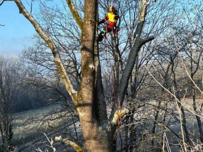 Bild 5:Spezialbaumfällung/Holzfällung