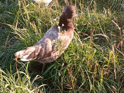 Bild 3:Haub-Hähne und Hennen, 6 Monate alt