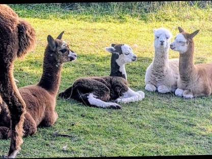 Bild 6:Gedeckte Alpakastuten, junge gedeckte Alpakastuten, Alpakas