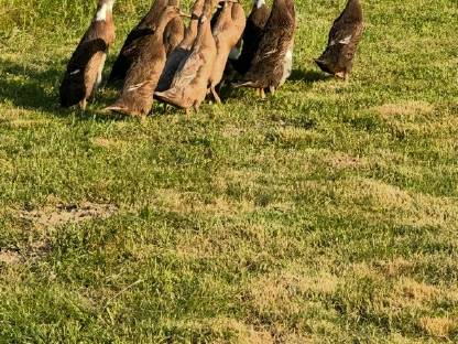 Bild 5:Laufenten in Sonderfarben