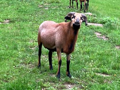 Bild 2:Kamerunschafböcke