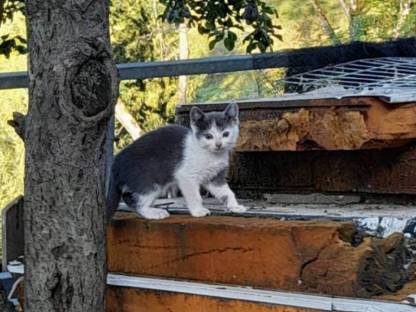 Babykatzen
