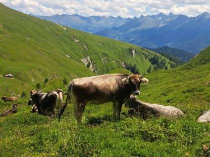 Bild 2:Tiroler Grau Vieh Rind