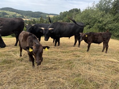 Bio Wagyu-Herde - 100% Wagyu - mit DNA-Zertifikat