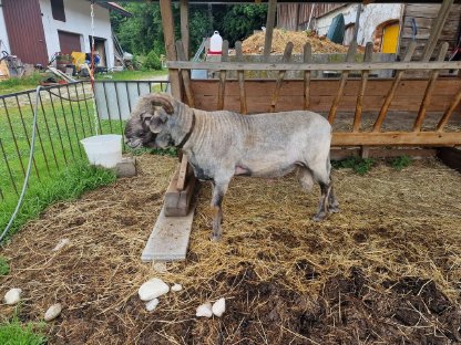 Bild 4:Stattlicher Tiroler Steinbock zu verkaufen