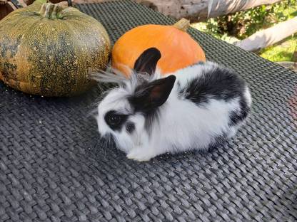 Hasen Männchen