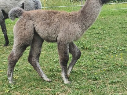 Bild 5:Alpakas und Wooly Lamas zu verkaufen