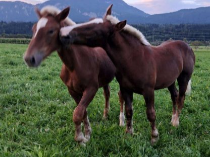 Bild 2:Eisenerz Vulkan Noriker Dunkelfuchshengstfohlen zu verkaufen