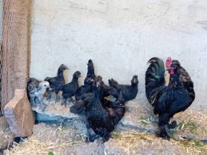 Bild 7:Zwergseidenhühner Mix