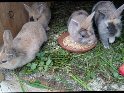 Bild 6:Zwergkaninchen in allen Farben zu verkaufen