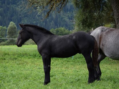 Bild 2:Webersee Nero Noriker Rapp Hengstfohlen zu verkaufen