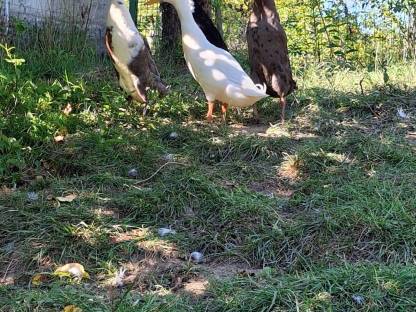 Bild 6:Laufenten Schneckensammler