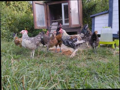 Bild 5:Steinpiperl, Zustellung möglich