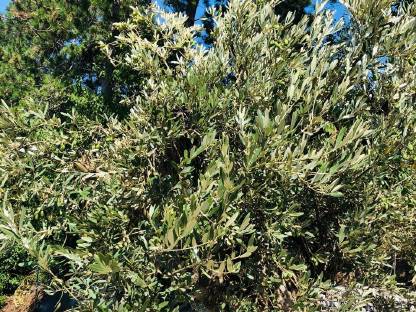 Bild 7:XXL 3,4 m hoch Olivenbaum Methusalem mit Oliven