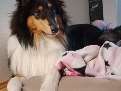 Bild 2:LanghaarcollieRüde–Der perfekt Partner für gesunde Hündinnen