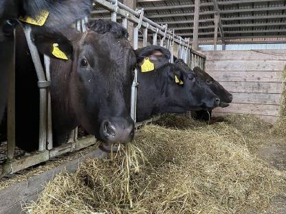 Wagyu Fullblood Muttertiere