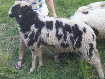 Bild 2:Gescheckter Bergschafbock