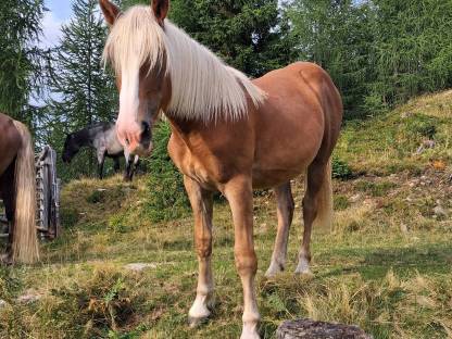 Bild 3:Noriker Fuchsstute