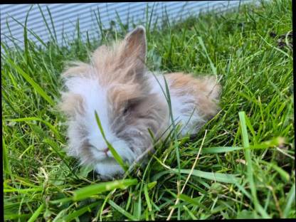 Bild 2:Löwenzahn Zwergkaninchen