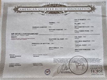 Bild 4:Quarter Horse Zuchtstute mit Hengstfohlen bei Fuß