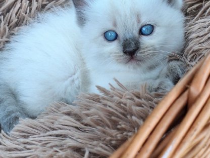 Bild 7:Ragdoll Kitten