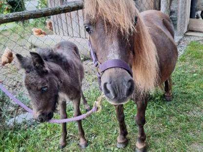 Shetty Pony Hengst Fohlen