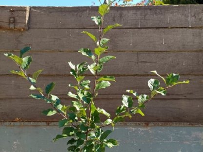 Bild 2:Apfelbaum verschiedene alte Sorten