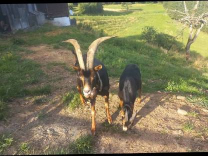 Bild 2:Ziegen zu verkaufen