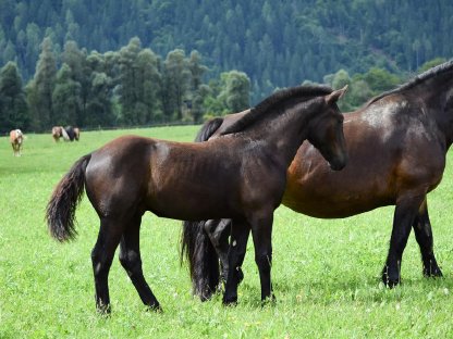 Bild 2:Waldmeister Nero Noriker Rapphengstfohlen zu verkaufen