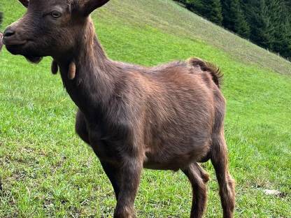 Bild 3:Aosta Ziegenbock
