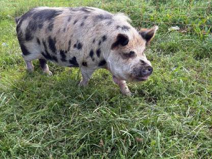 Bild 2:Kune Kune Schwein (männlich)