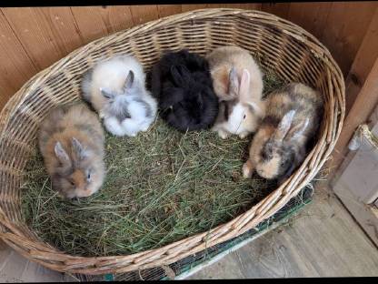 Bild 5:Zwergkaninchen in allen Farben zu verkaufen