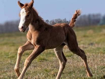 Bild 4:Robuste Fohlen für Freizeit