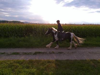 Bild 2:Charly – Ausdrucksstarker Irish Cob Wallach