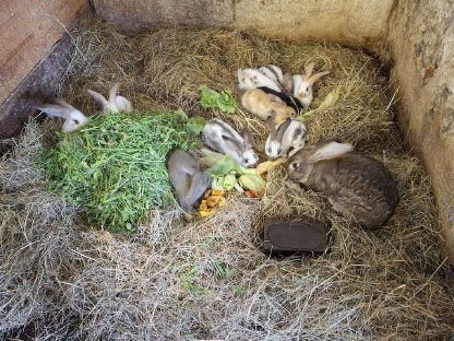 Bild 4:Kaninchen, Fleischhasen/Schlachthasen