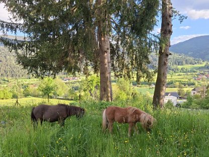 Bild 3:The Little Firehorses Minishetlandponys