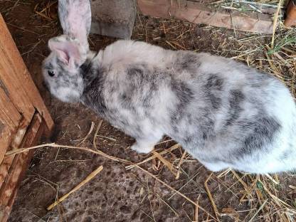 Bild 3:Rönx Rammler