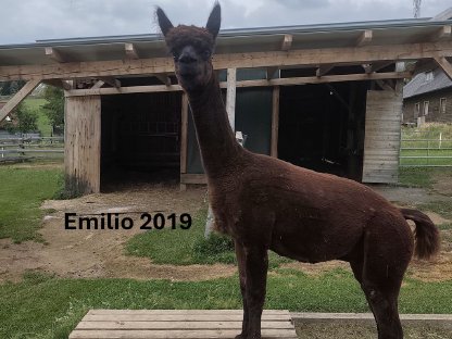 Bild 6:Alpaka Wallache, Hengste